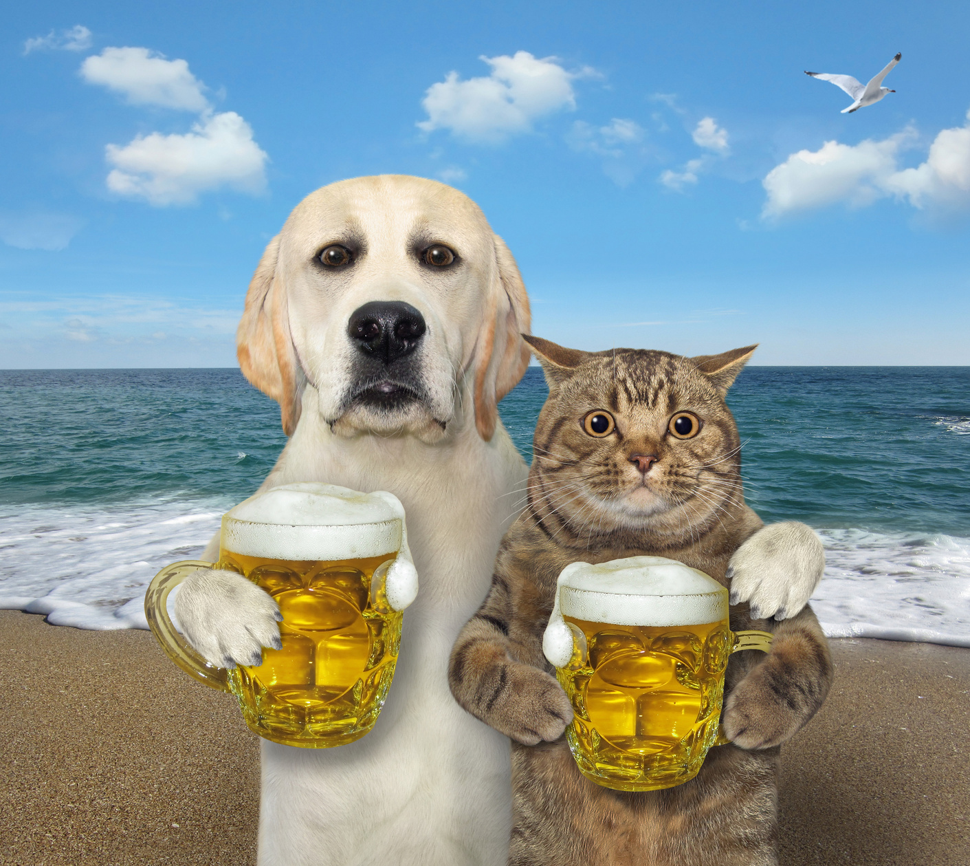 Dog with beer hugs cat 2